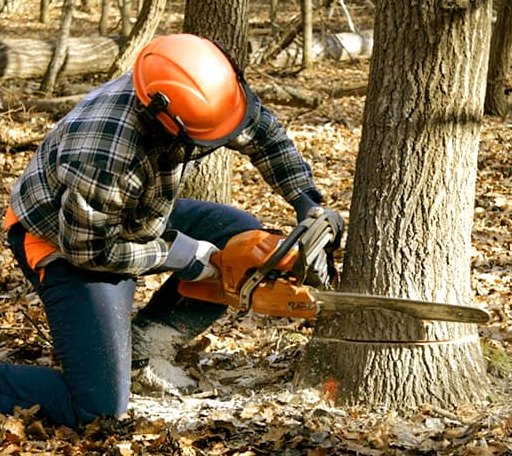 Tree Removal in Chisago City, MN